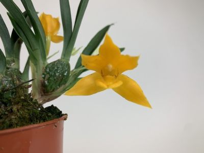 Nahaufnahme einer gelben Promenea Silvana-Orchidee in einem braunen Topf, mit grünen Blättern und Moos. Eine zweite, kleinere Blüte ist im Hintergrund sichtbar.