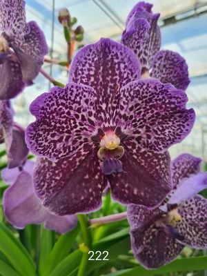 Close-up of a Vanda Midnight Black orchid in full bloom. The leaves are dark purple with fine white speckles. More flowers and green leaves can be seen in the background.