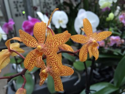 Close-up of the Renanthopsis Mildred Jameson orchid. The flowers are yellow with red speckles. Other orchids are blurred in the background.