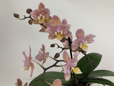 Délicate orchidée phalaenopsis aux fleurs rose-abricot avec des accents jaunes sur un fond clair. Les fleurs sont disposées sur une tige élancée.