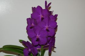 Gros plan d'un luxuriant bouquet d'orchidées violet vif sur un fond clair, avec des feuilles vertes à la base.