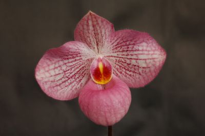 Close-up of a pink and white striped Magic Lantern Paphiopedilum flower with a yellow and red centre.