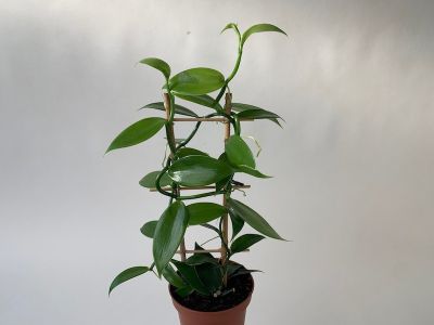 Eine Vanilla Planifolia Pflanze in einem braunen Topf. Die Pflanze klettert an einem kleinen Holzgitter hoch. Die Blätter sind länglich und glänzend.
