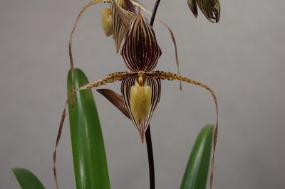 Close-up of a Paphiopedilum Saint Swithin orchid. The flower has brown and white striped petals and long, thin, curved tendrils. Two green leaves are visible at the bottom.