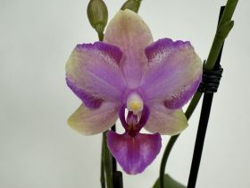 Phalaenopsis Taisuco Jasper (2 Rispen)