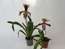 Paphiopedilum henryanum / villosum 2er Mix-Set (in Knospe/Blüte)