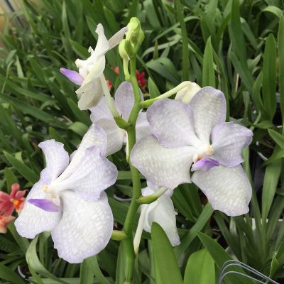 Gros plan sur une orchidée Vanda Lavender Myst avec des pétales violet clair et des boutons verts devant un feuillage vert.